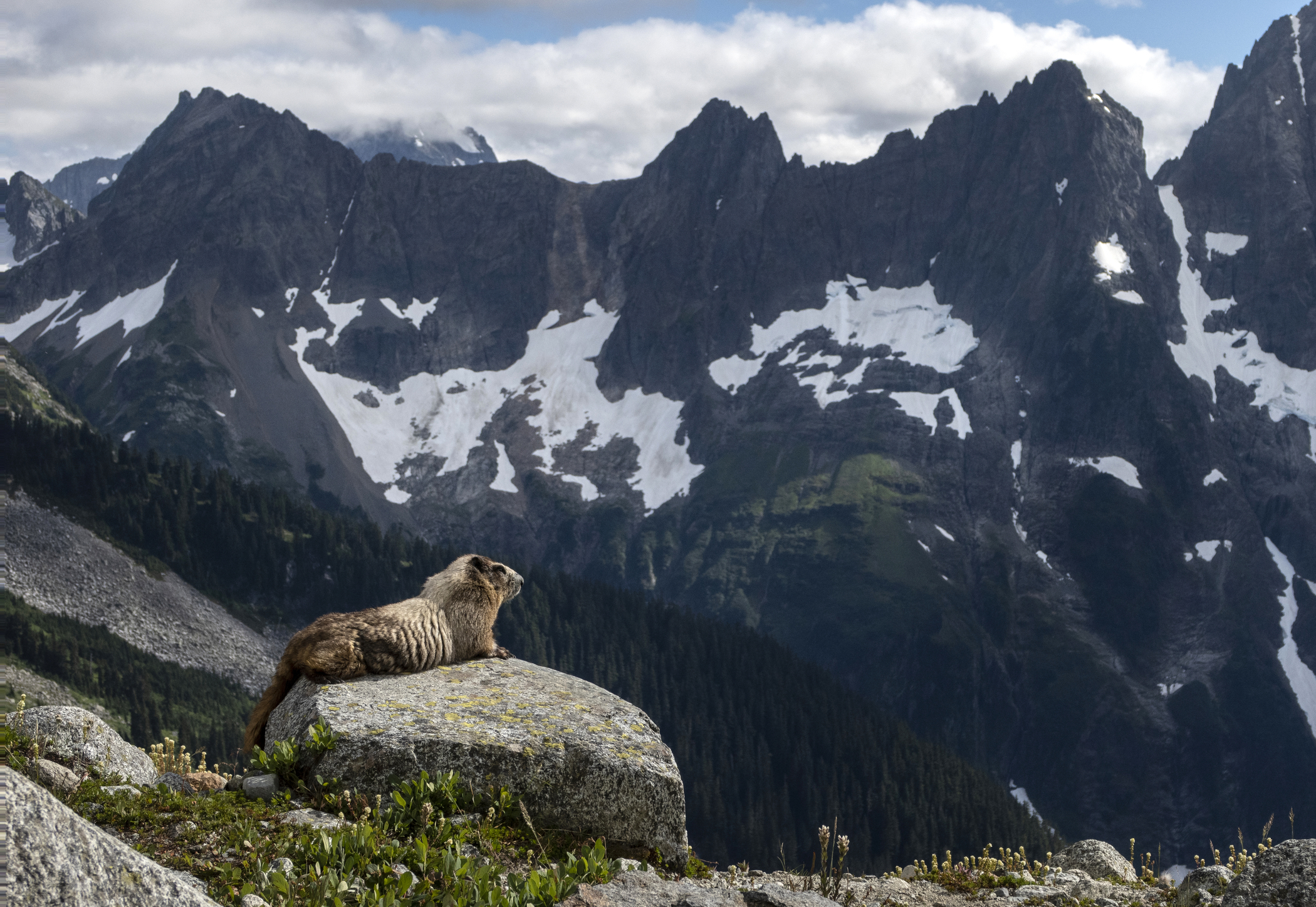 Marmot sits on a rock, with North Cascades peaks in the distance.
