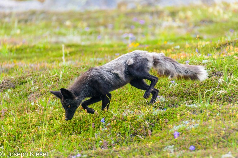 Fox. Photo by Joseph Kiesel.jpeg