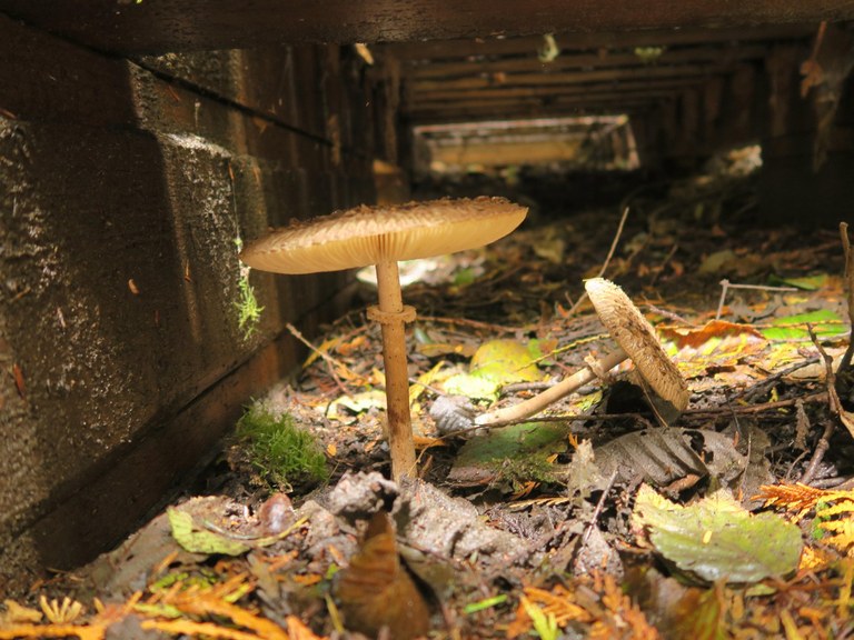 A small mushroom beneath a boardwalk.