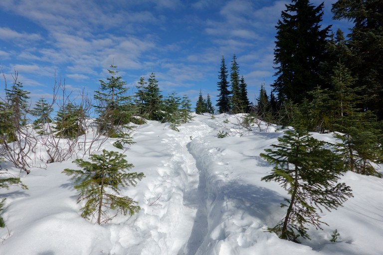 Snow on Frog Mountain trail. Photo by trip reporter ejain. 