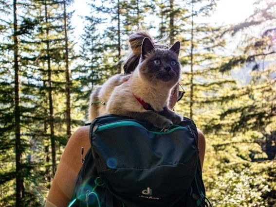 Garfield Ledges. Photo by Meowtains.jpeg Garfield Ledges. Photo by Meowtains.jpeg