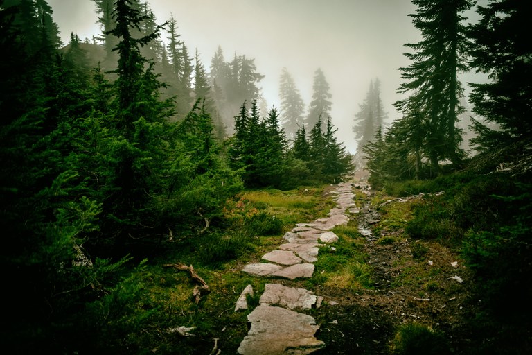 A narrow trail shrouded by fog, surrounded by evergreen trees on either side.