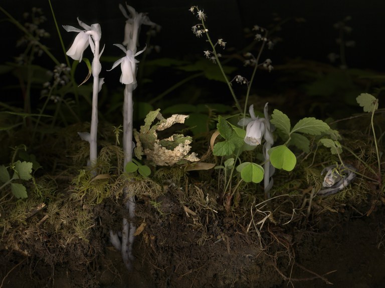 White ghost pipes and their roots on a forest floor.