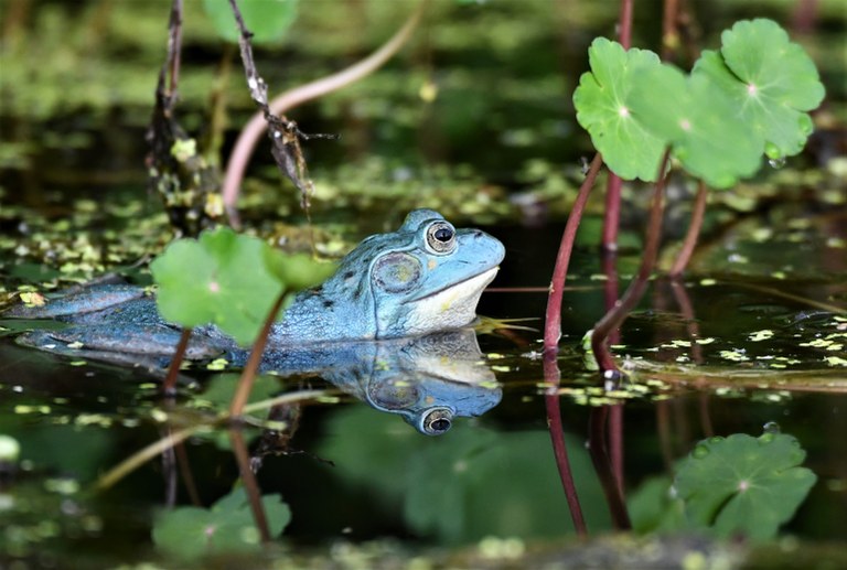 Frog in marsh by Tom Giardino Blue frog in marsh water
