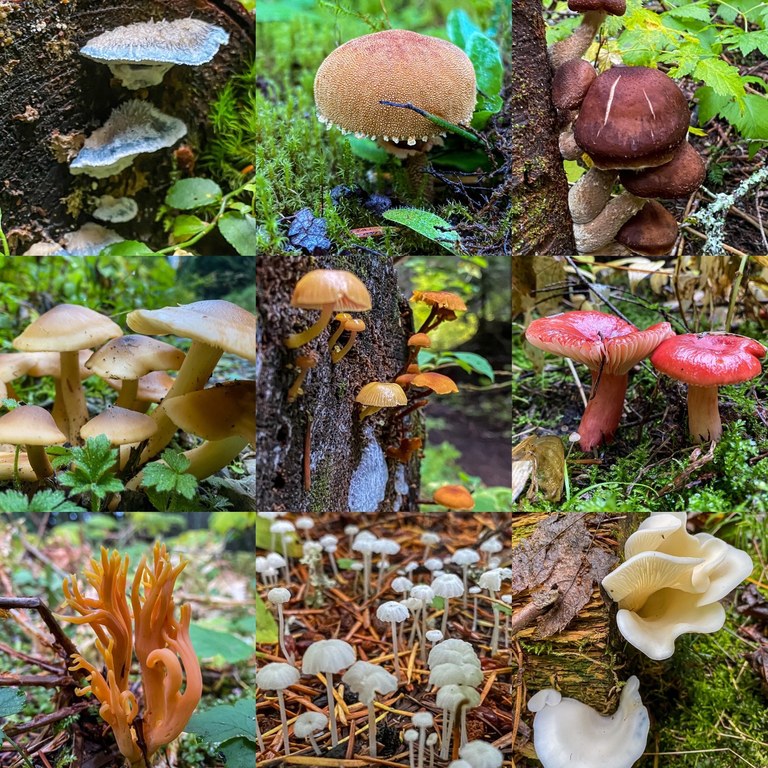 A photo collage of many small mushrooms.