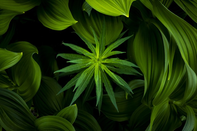 Grand Prize - Mike Annee green plant with black background