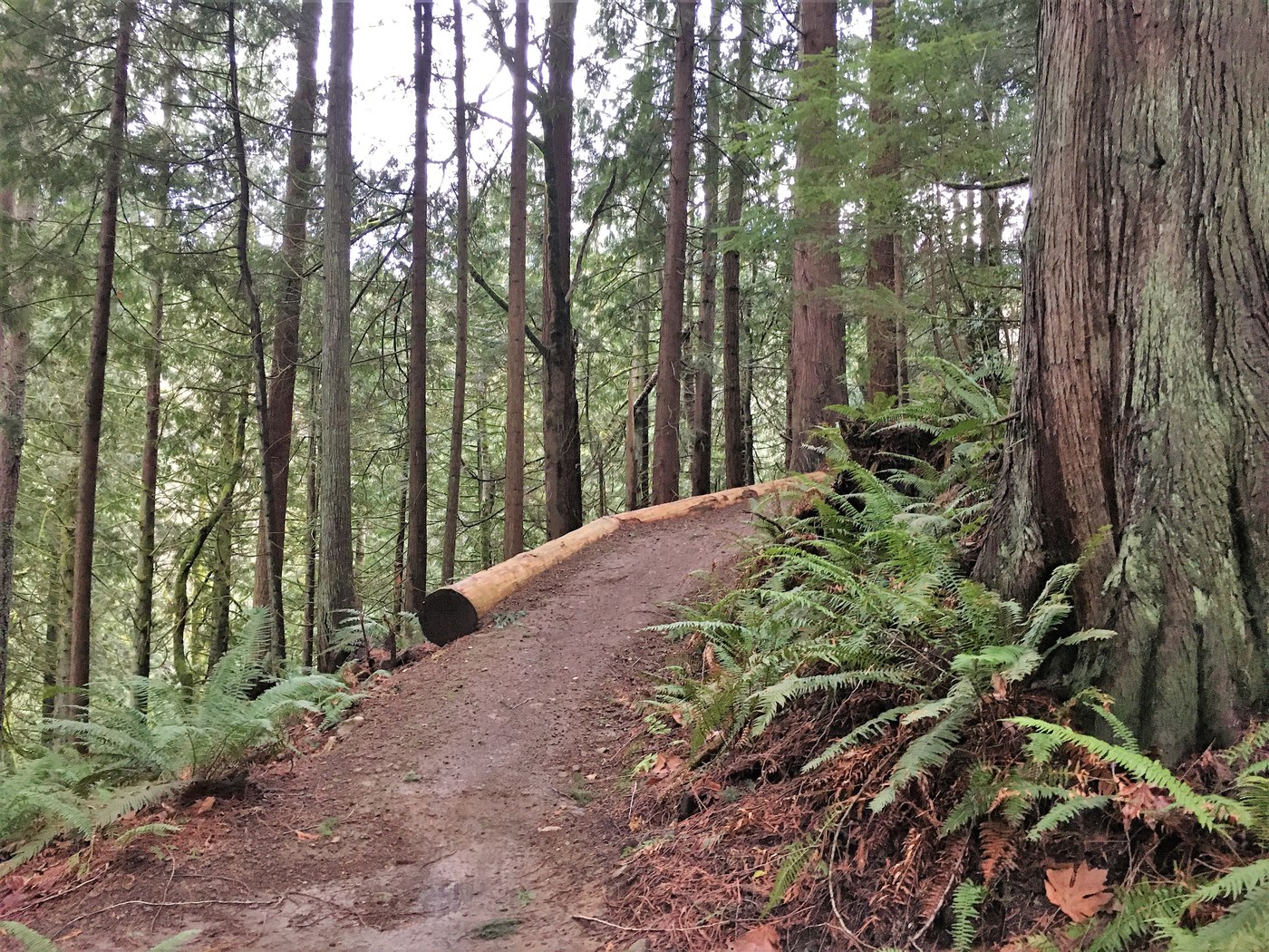 Soft surface, multiuse trail at Grand Ridge Park