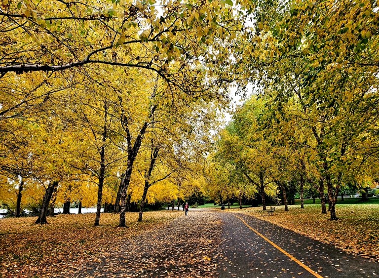 A paved trail around the lake covered in fallen leaves.
