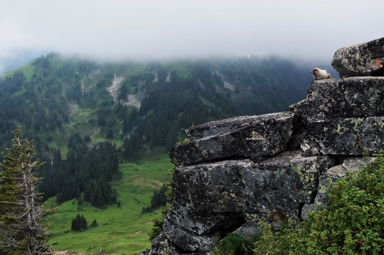 Marmot at Green Mountain near the lookout. Photo by Sarah Cooley.