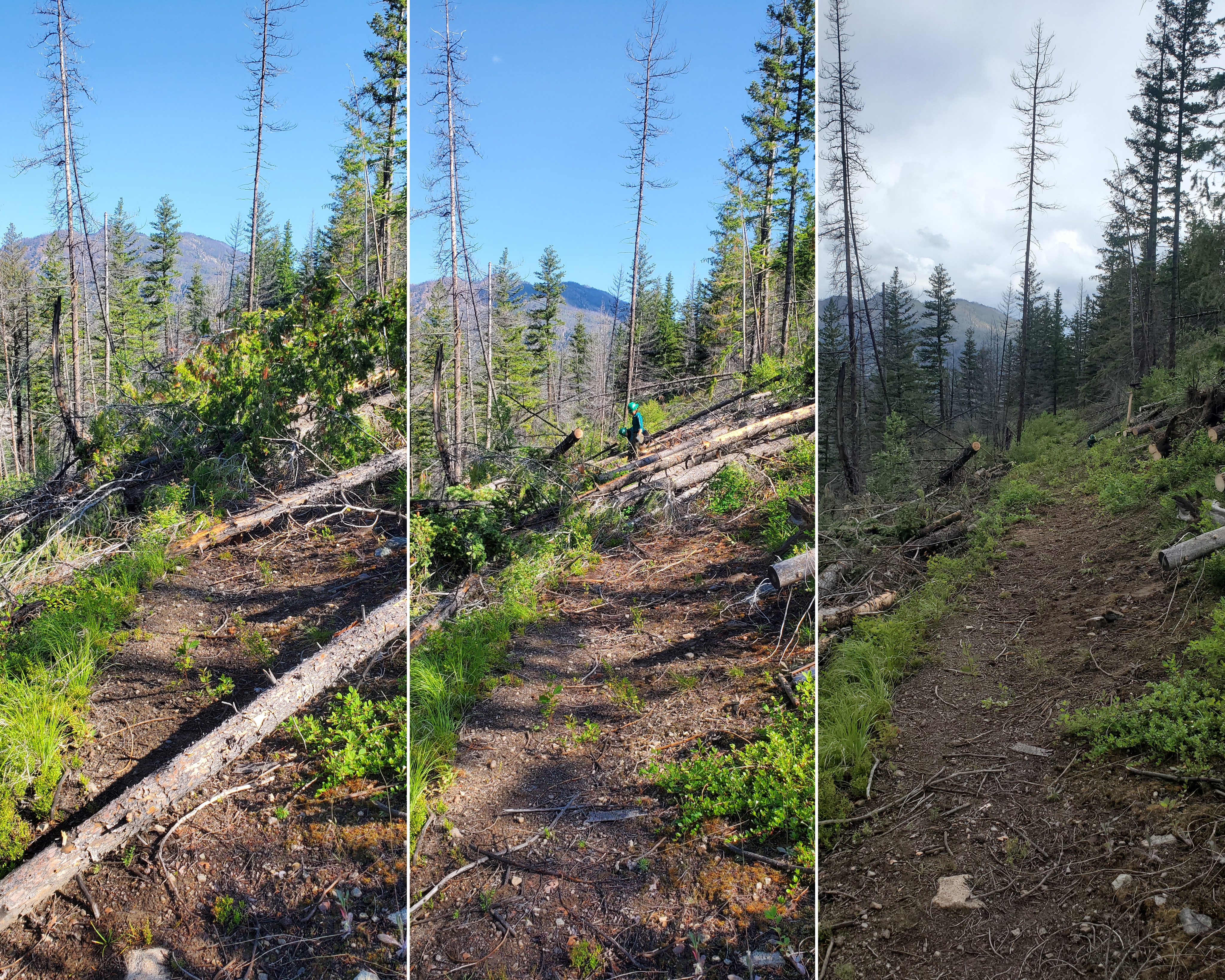 Logouts in areas ravaged by fires, like Hidden Lakes, can be a lot of work. Photo by Zachary Sklar A three-part collage showing logouts get removed from a trail.