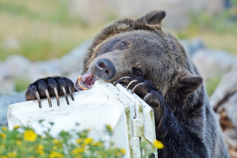Grizzly & Wolf Discovery Center 1.jpg A close up shot of a grizzly bear attempting to chew through a hard sided food container at the Grizzly & Wolf Discovery Center.