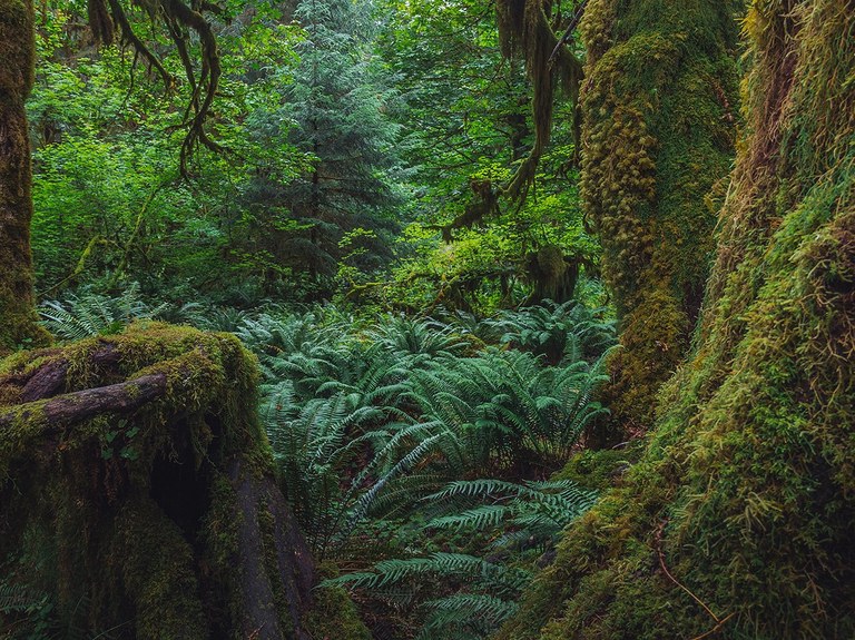Looking into a myriad of greenery in the Hoh Rainforest.