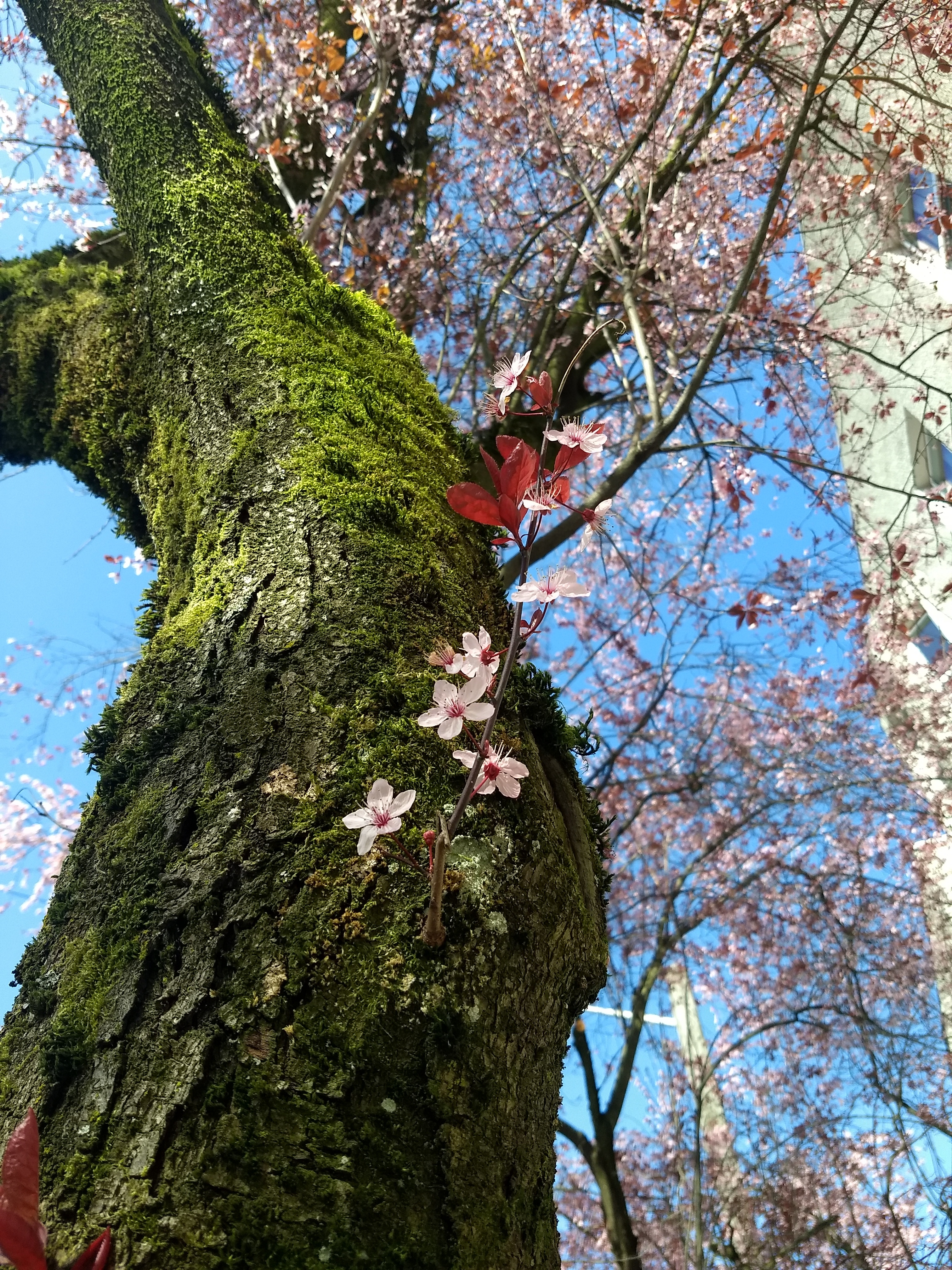 Looking up at a blossoming cherry blossom with blue skies in the background.