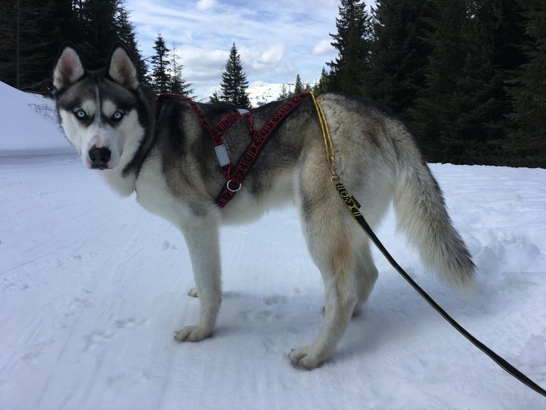 Holly Weiler's Jasper