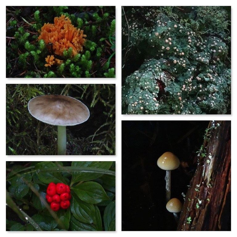 A photo collage of different mushrooms.