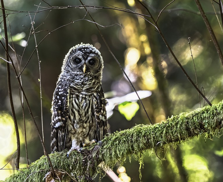 Owl in tree by Glenn Nelson Owl in tree with moss