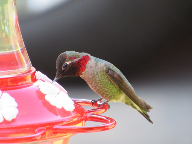 hummingbird.jpeg hummingbird.jpeg