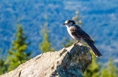 A bird looks at the camera perched on a gray rock on a sunny day