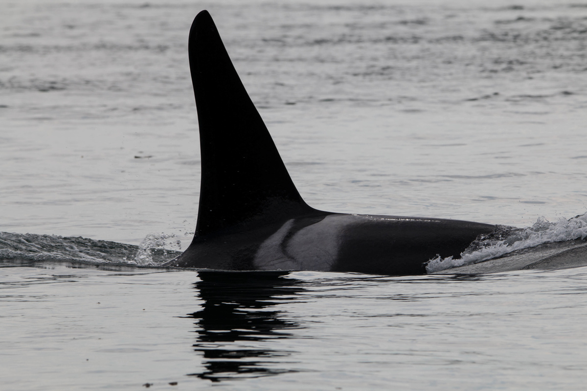 Orca's dorsal breaking surface of water. Photo by Victoria Obermeyer
