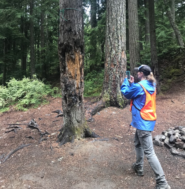 A person wearing an orange safety vest takes photos of a tree with visible damage. 
