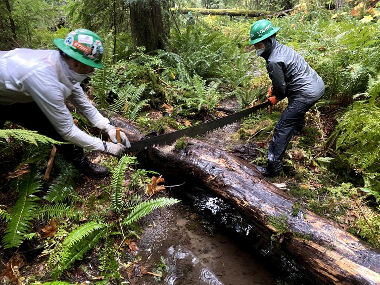 Rainy day crosscutting on the Pratt River Trail