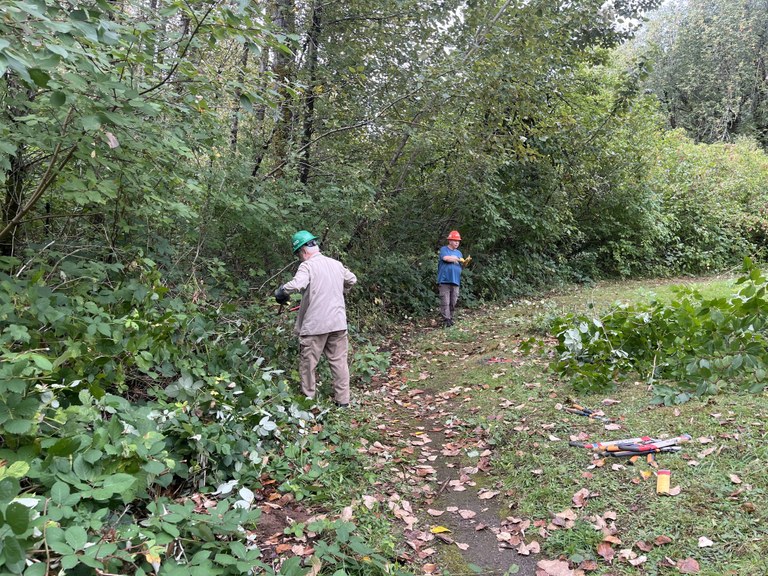Volunteers use loppers to cut brambles and brush on the St. Cloud trail. 