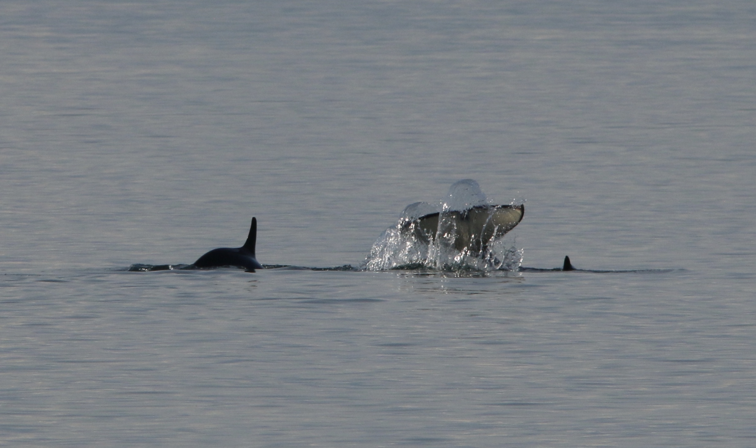 Two whales surfacing above grey water. One dorsal fin exposed and another whales fluke slaps the waters surface.