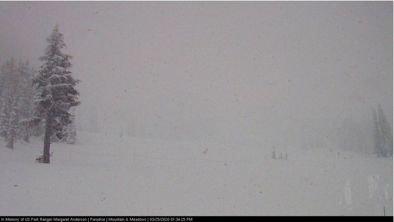 Is the mountain out? Mount Rainier National Park webcam