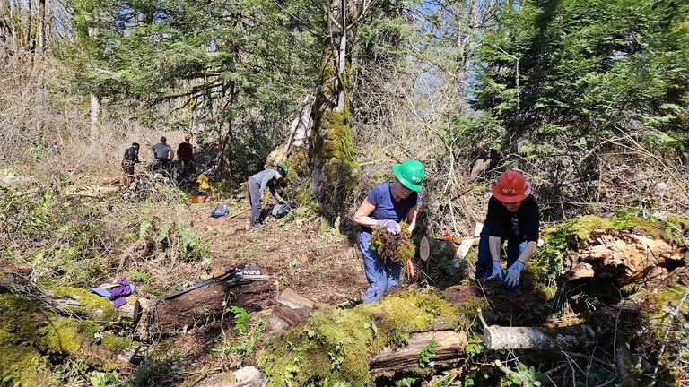 Clearing the Cape Horn trail A group of volunteers clearing brush on the Cape Horn trail