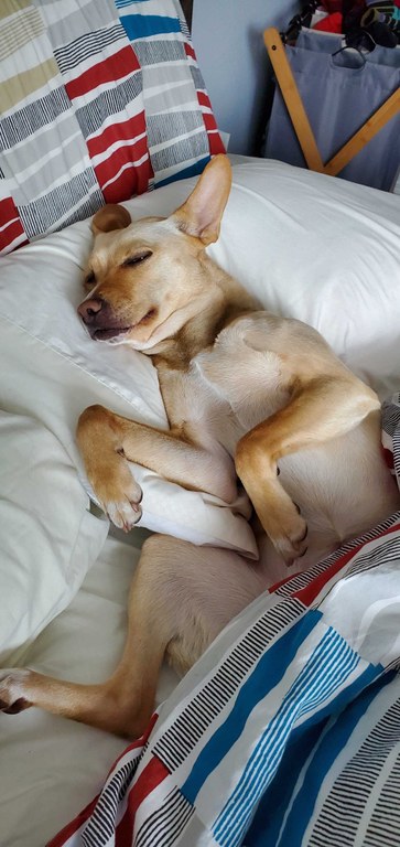 Dog nap - Jeremy "Jay" Tarife