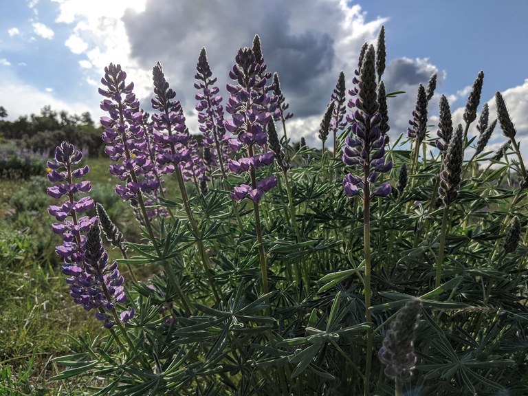 Joe Watt Canyon by Greymstreet. joe watt.jpeg