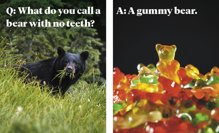 Q: What do you call a bear with no teeth? A: A gummy bear