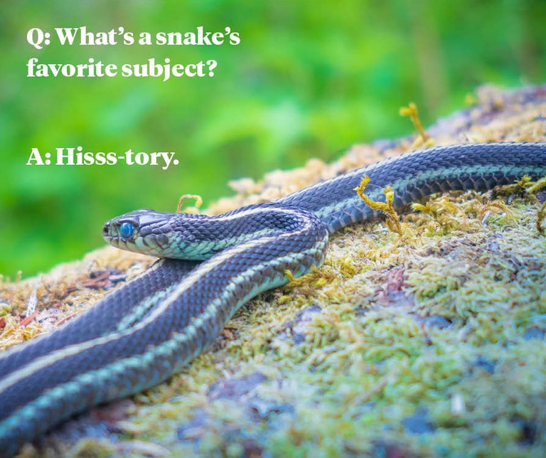 Q: What’s a snake’s favorite subject? A: Hisss-tory