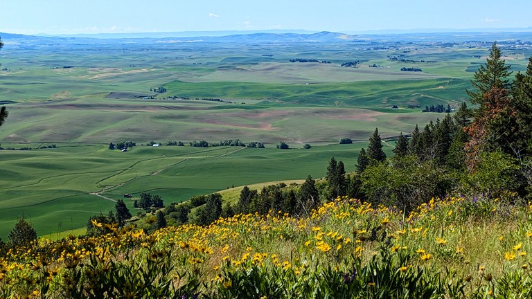 Kamiak Butte. Photo by Wildflower. View of green and brown rolling hills from the top of Kamiak Butte. Photo by Wildflower.