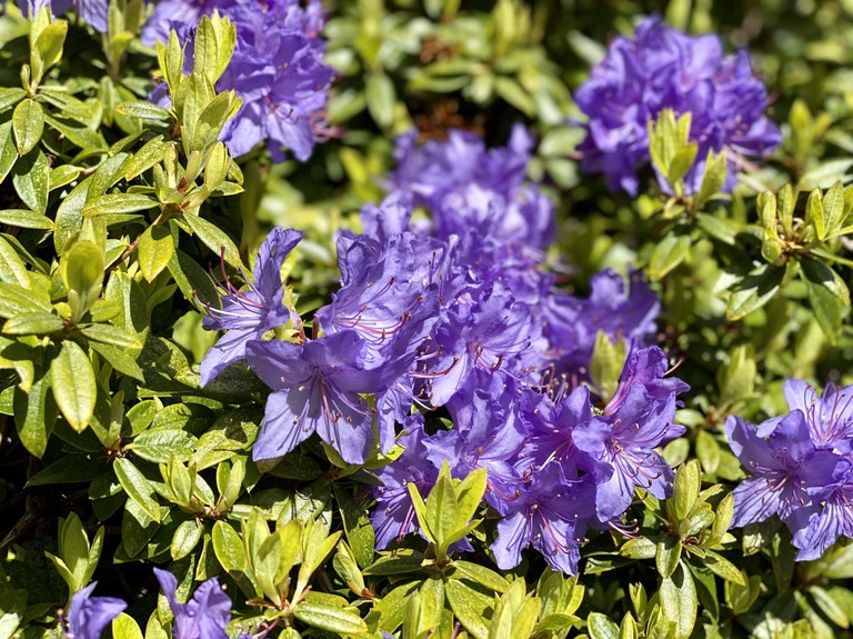 A close up of blooming flowers on a bush.