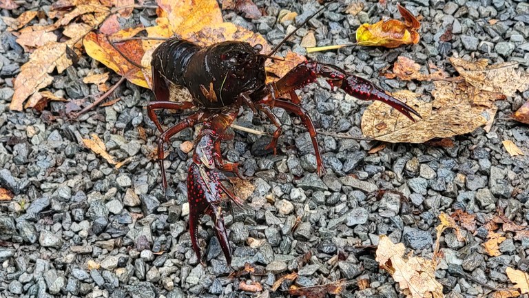 A crayfish / crayfish / crawdad on a gravel trail among fallen autumn leaves on the Lake to Lake Trail. Photo by Joseph Gonzalez.