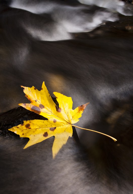 A fallen yellow leaf