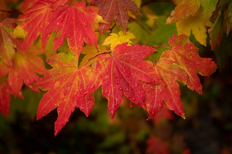 leaves_lisa merrill.jpg