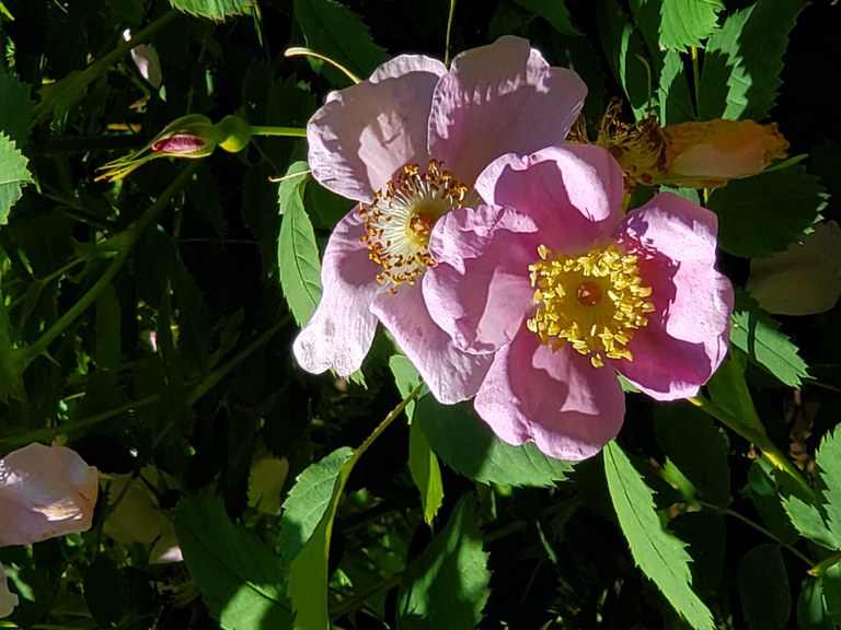 Pink wildflowers on the Lena Lake trail. Photo by Oldwhiner.