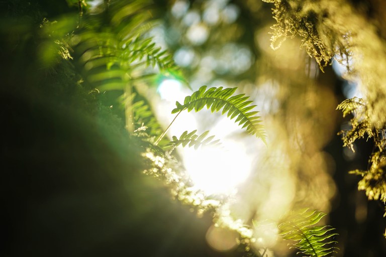 Licorice ferns growing off a tree. Licorice ferns growing off a tree.