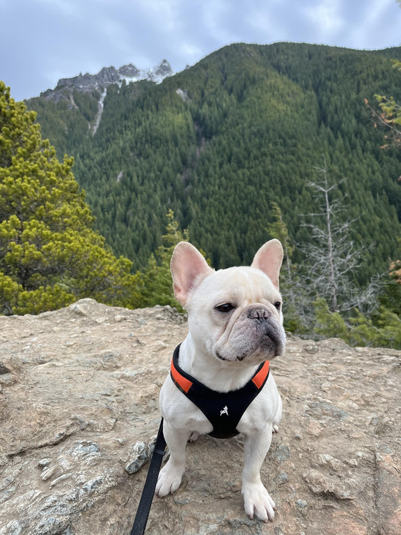 A harnessed French bulldog sits atop Little Si. Mount Si stands in the distance.