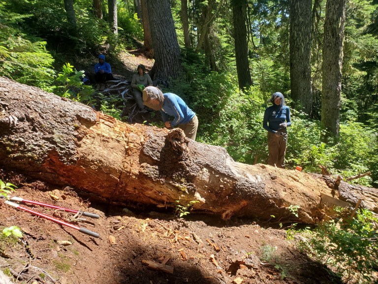 A Lost Trails Found crew member uses a crosscut saw to remove a large tree that had fallen across the trail.