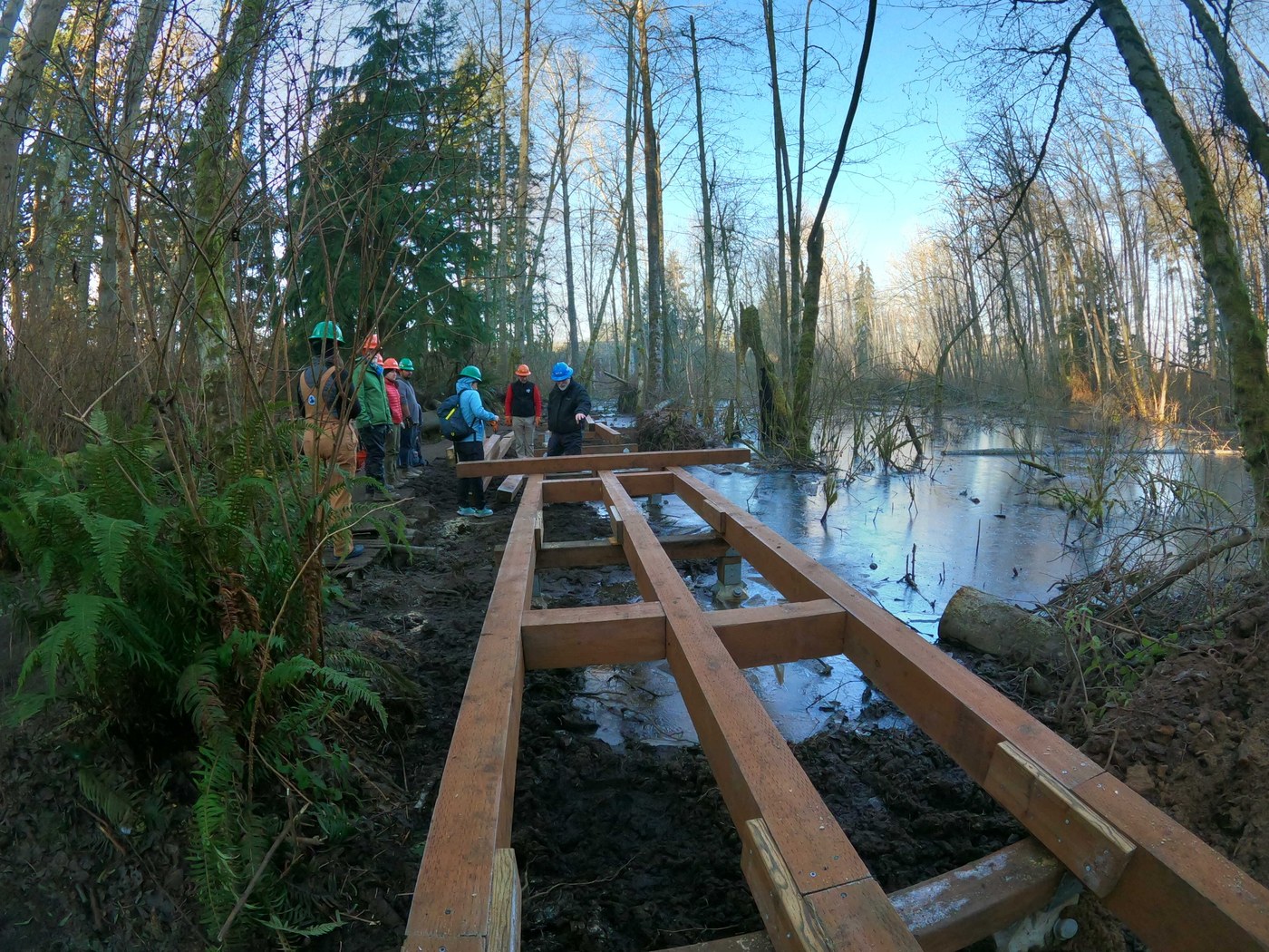 Loganberry Lane by trip reporter freud ian slip.jpeg trail crew working on constructing boardwalk near wetlands. Surrounded by trees and blue skies.