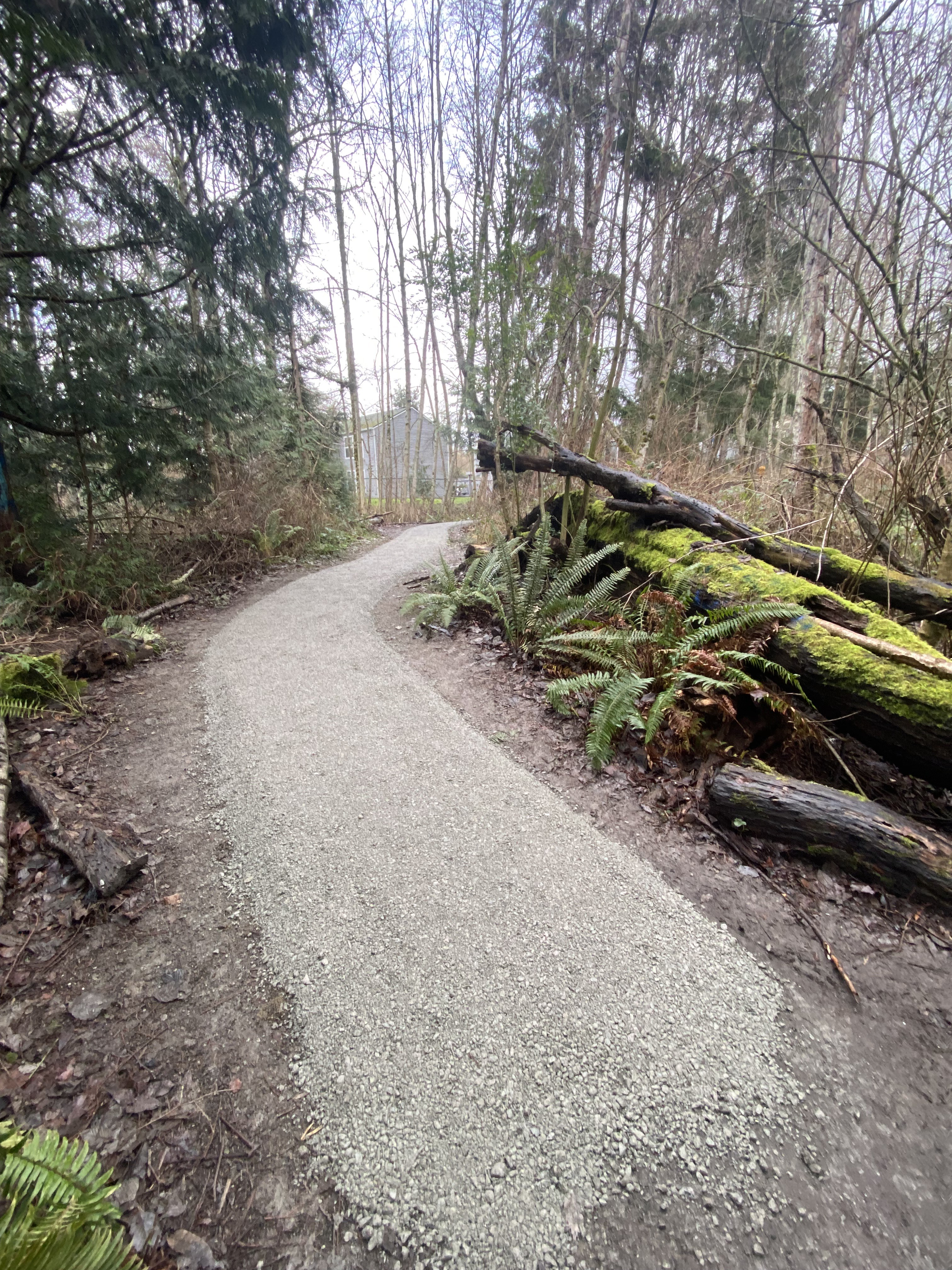 A gravel stretch of trail in a forest.