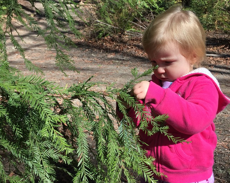Child looking at a cedar branch Krista Dooley