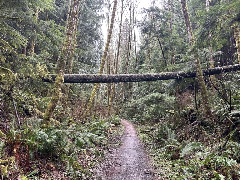 The trail with a fallen tree high above it in Lookout Mountain Forest Preserve. Photo by trip reporter Tenderfoot1959.