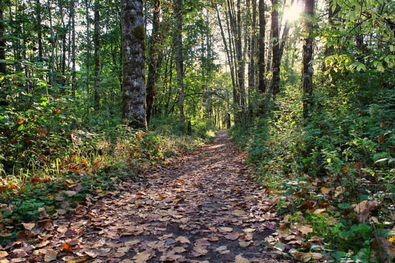Fallen leaves onto a trail at Lord Hill Regional Park. Photo by OneHundredMilesAYear.