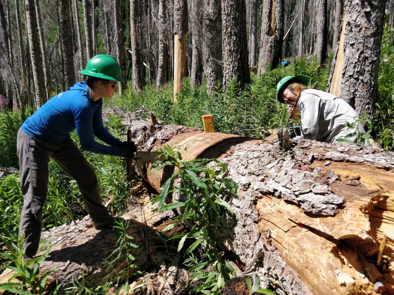 LTF crew members using a crosscut saw on a large log. Photo by Iman Chatila.