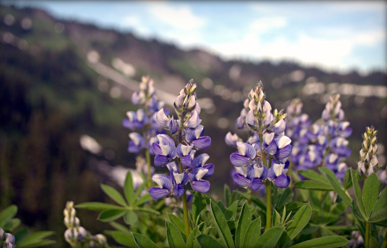 Lupine lupine_morgan huff.jpg