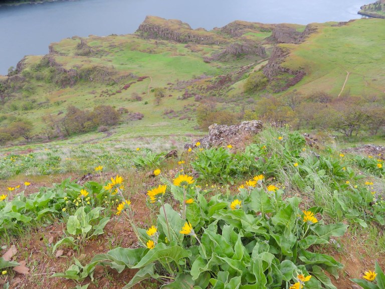 Yellow wildflowers bloom with view of the Columbia River in the distance. Photo by BeaverDawg.